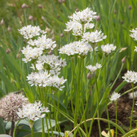 Allium neapolitanum - Sieruien van Napels (x50) - Allium