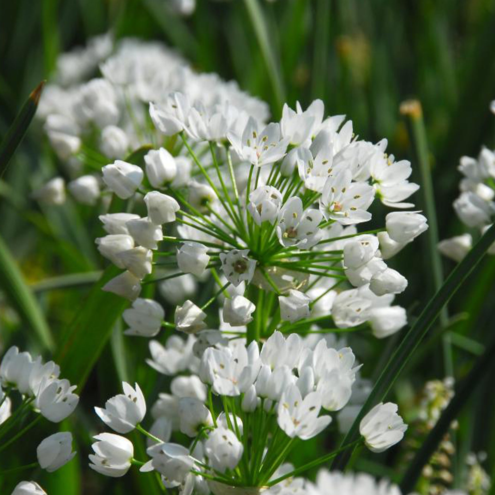 Sieruien van Napels (x50) - Allium neapolitanum - Bakker