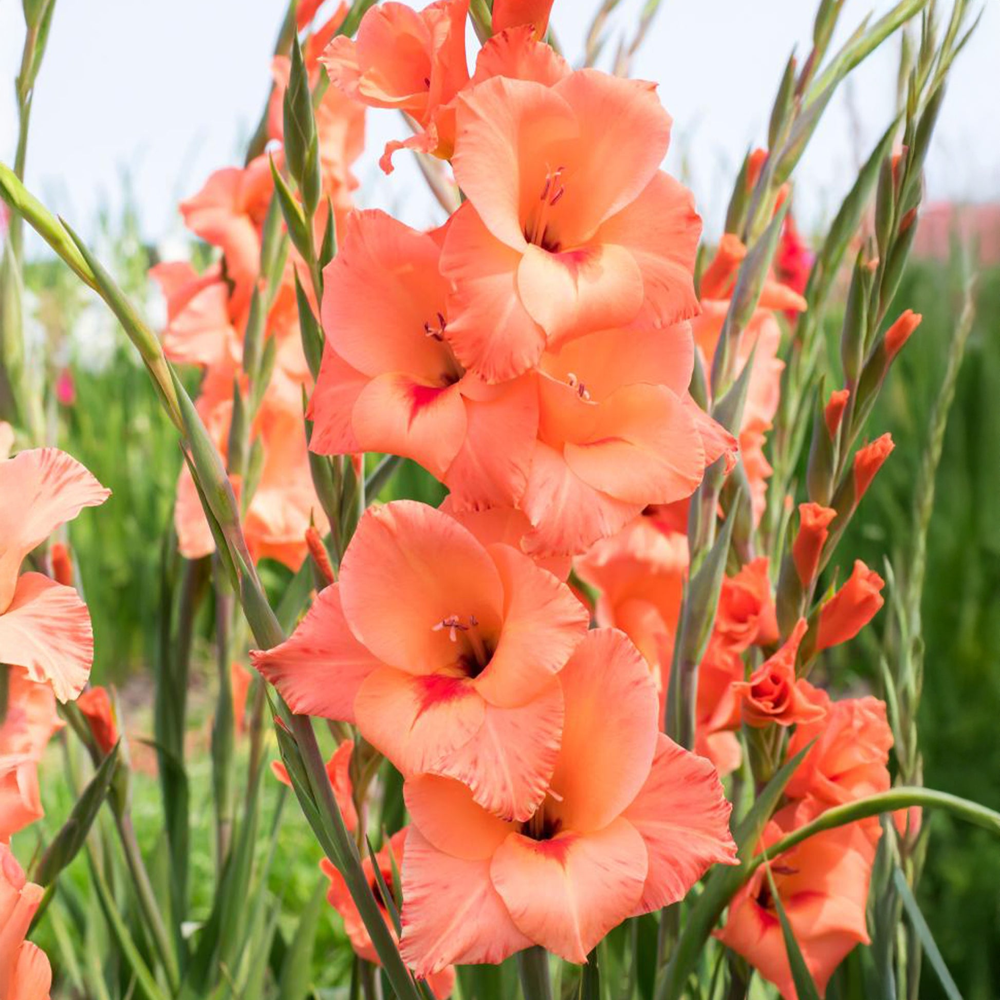 Gladiolen 'Peter Pears' (x25) - Gladiolus Peter Pears - Bakker