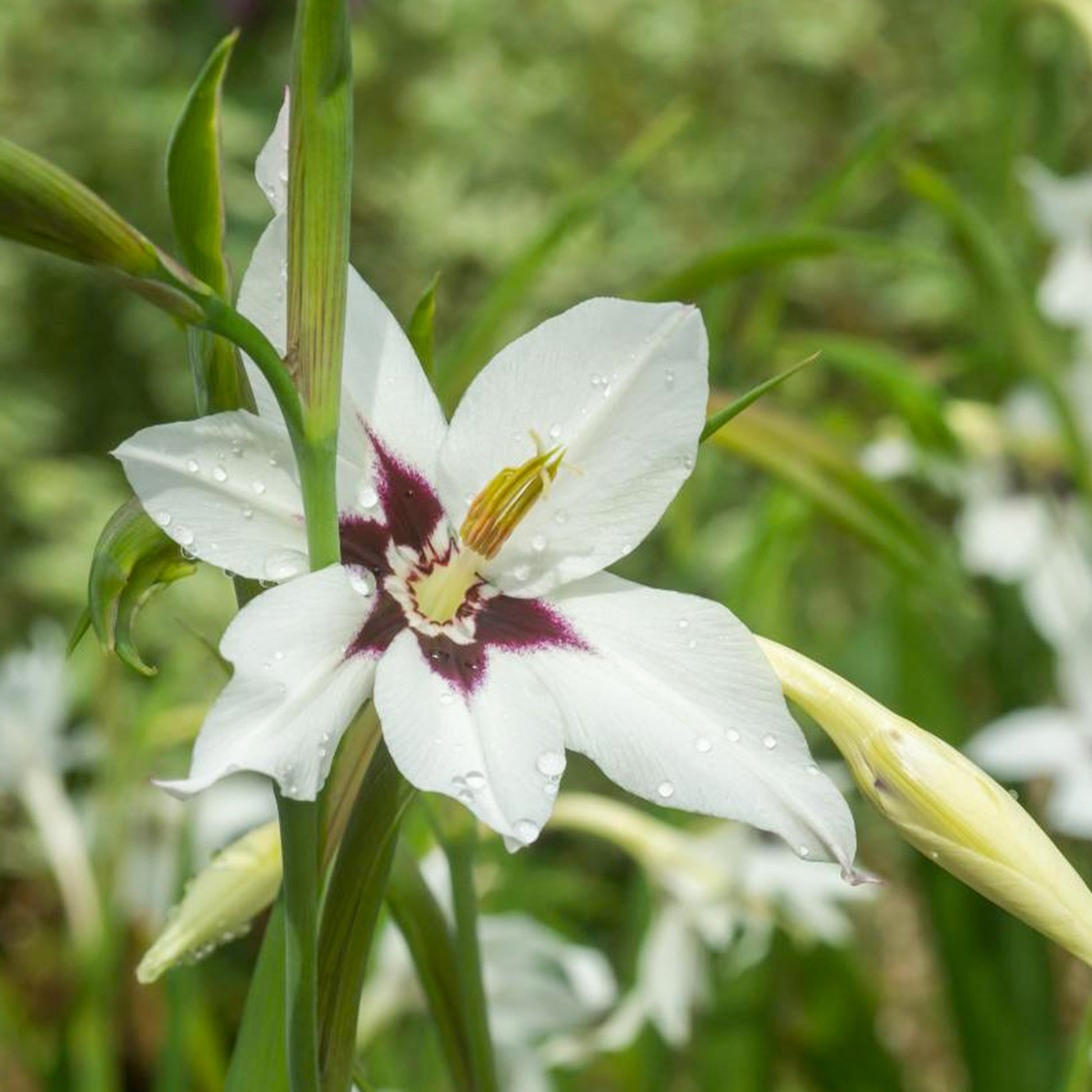 Gladiolus callianthus - Gladiolen van Abessinië (x30) - Gladiolen