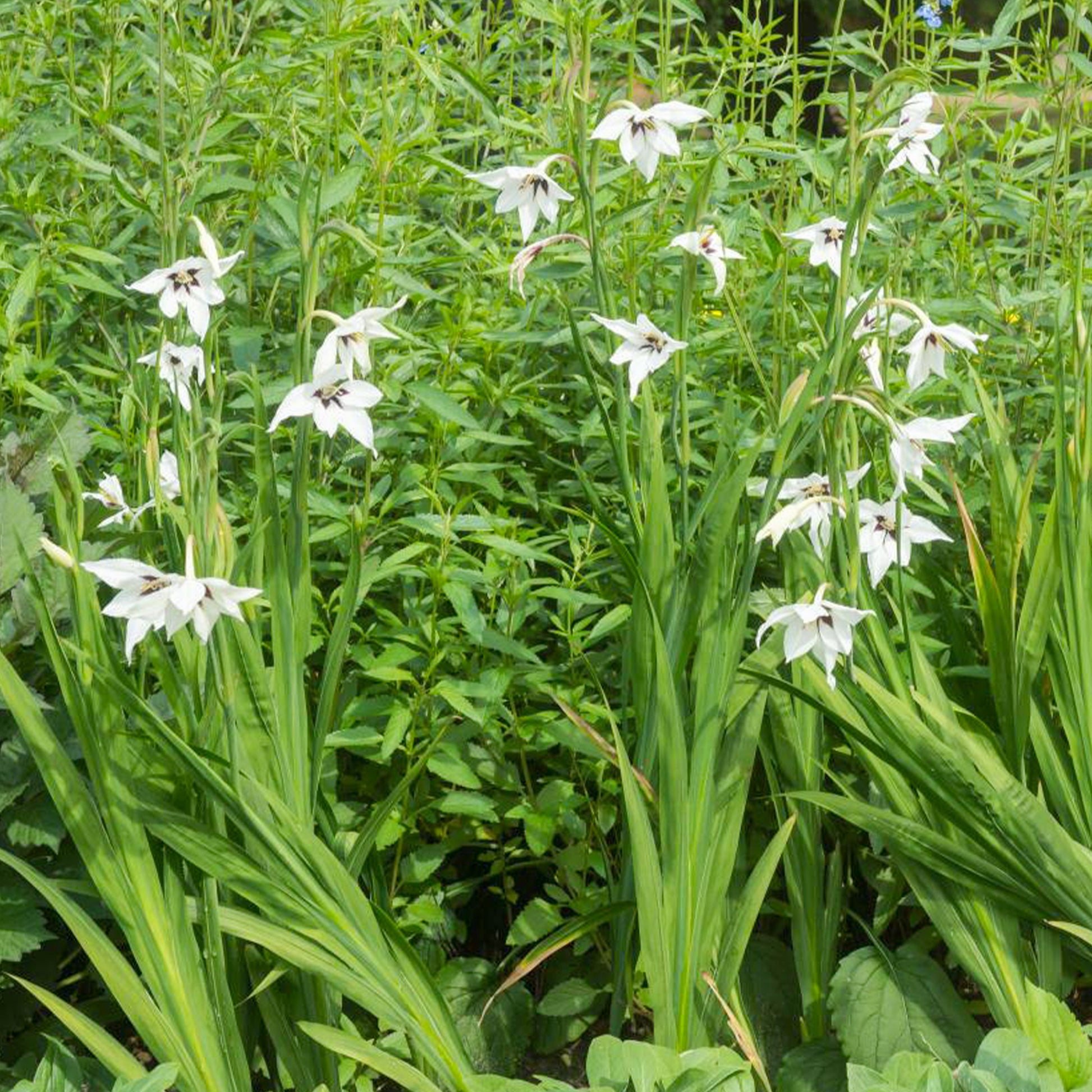 Gladiolen van Abessinië (x30) - Gladiolus callianthus - Bakker