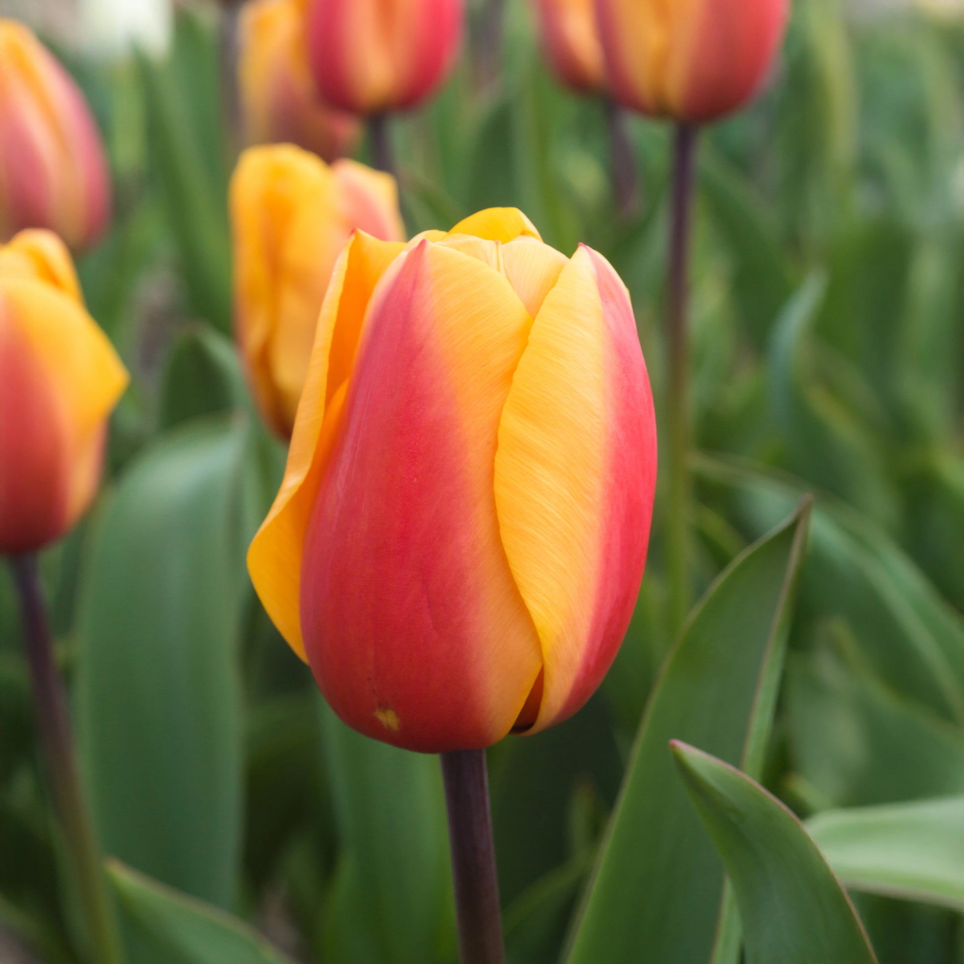 8 Darwintulpen Lalibela Salmon - Tulipa darwin hybrid Lalibela Salmon - Bakker