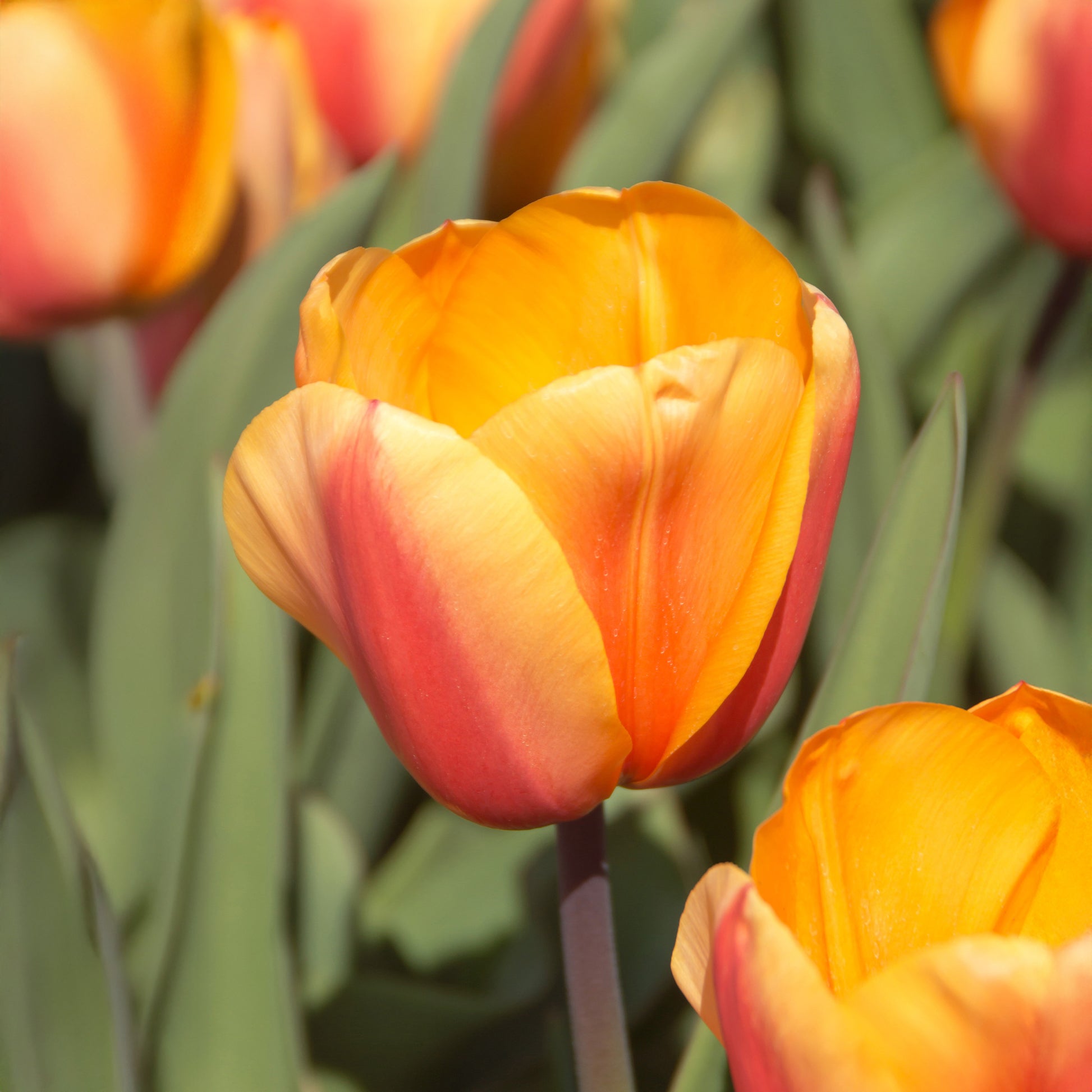 Tulipa darwin hybrid Lalibela Salmon - 8 Darwintulpen Lalibela Salmon - Tulpen