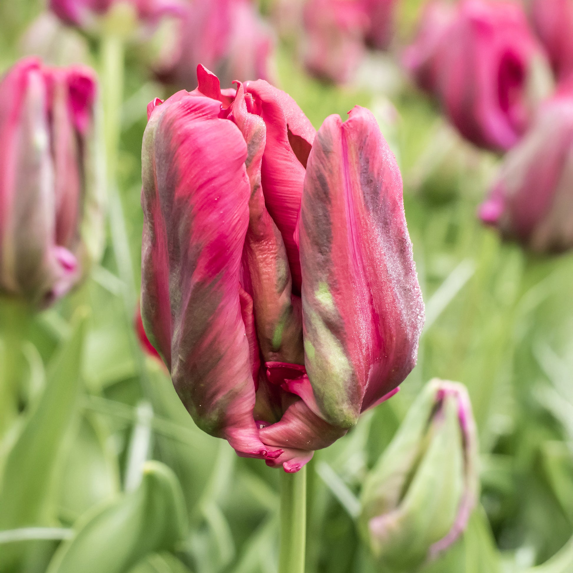 8 Papegaaitulpen Red Madona - Tulipa parrot Red Madona - Bakker