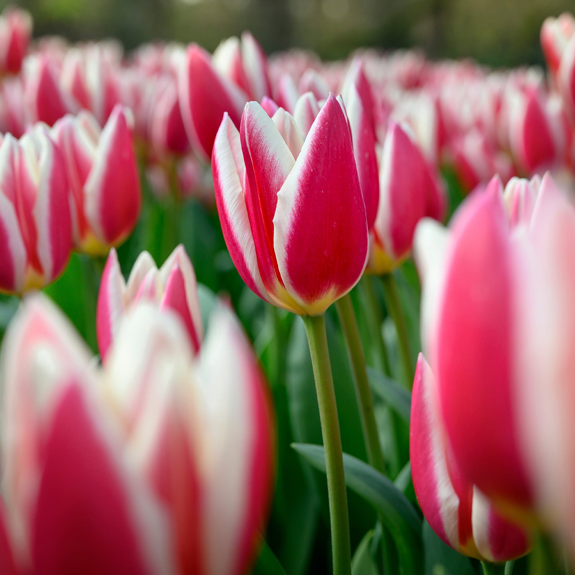 8 Darwintulpen Candy Apple Delight - Tulipa darwin hybrid candy apple Delight - Bakker