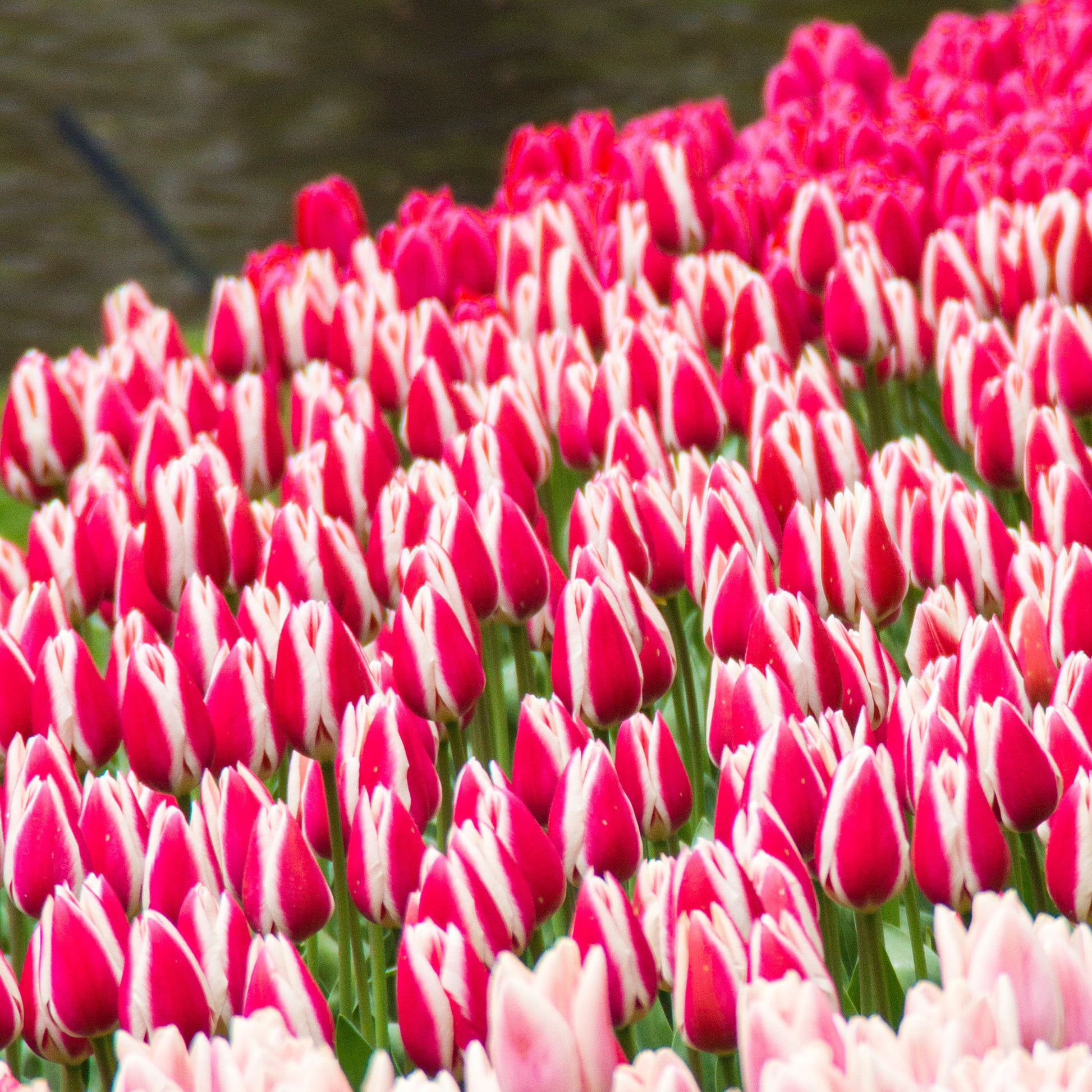 8 Darwintulpen Candy Apple Delight - Bakker
