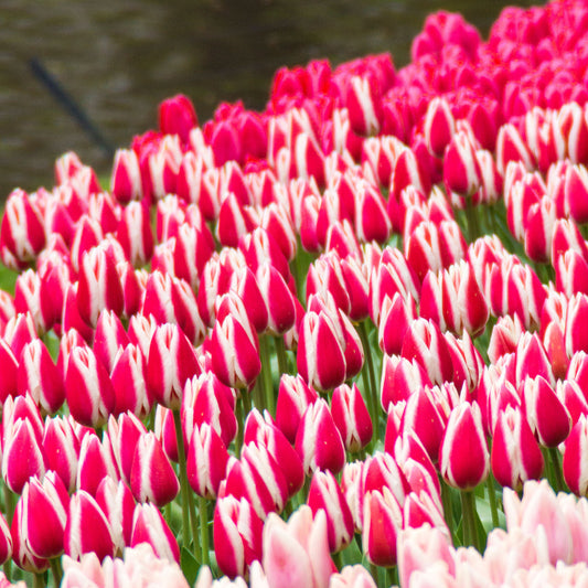 8 Darwintulpen Candy Apple Delight - Bakker