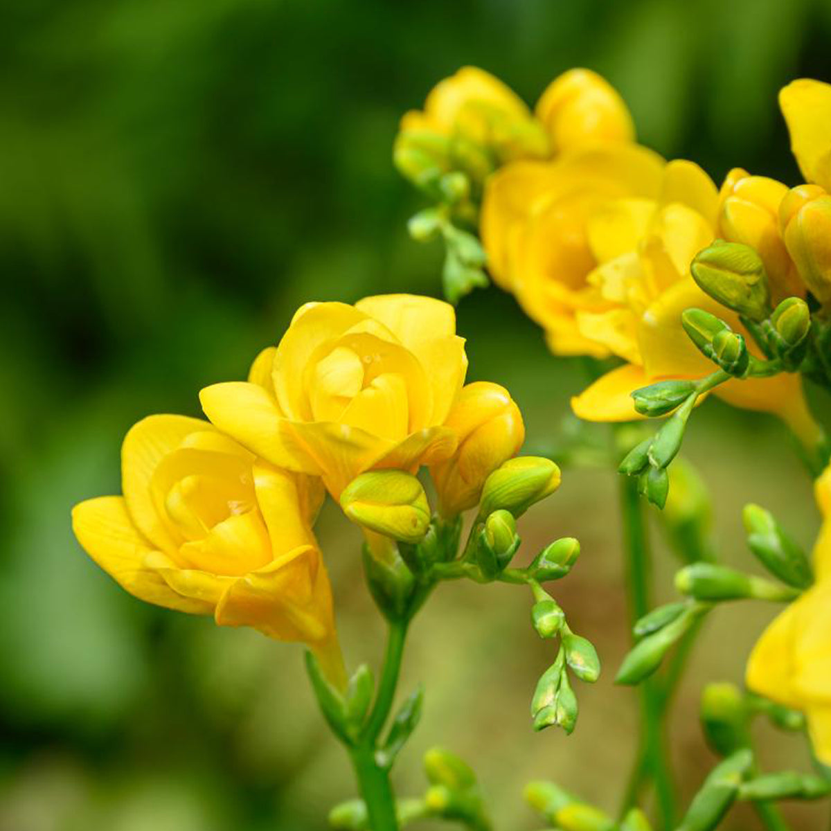 Bloembollen - Mix Freesia + Sparaxis + Dahlia (x30) - Bloembollen borderpakket - Bakker