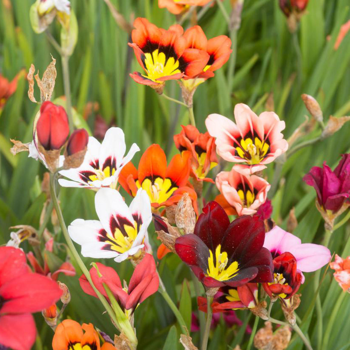 Bloembollen borderpakket - Bloembollen - Mix Freesia + Sparaxis + Dahlia (x30) - Freesia, sparaxis, dahlia