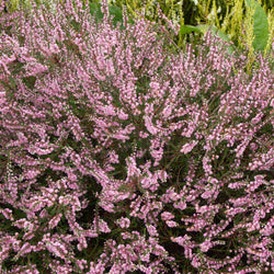 Dopheide - roze (x3) - Bakker