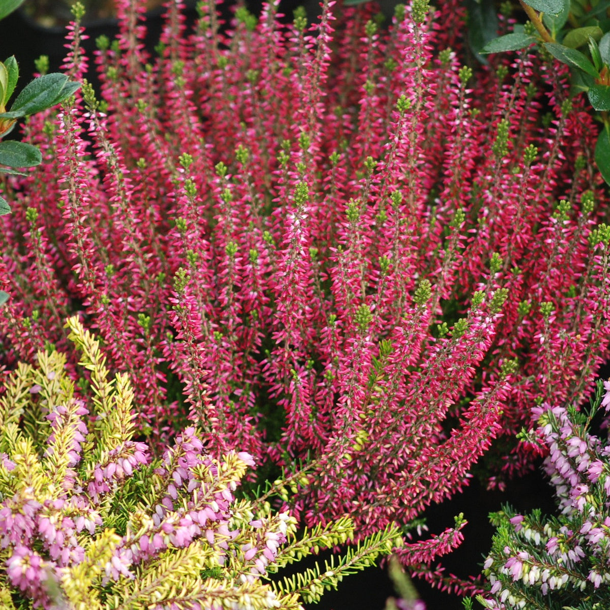 Calluna vulgaris - Struikheide - rood + roze + geel (x6) - Bloeiende vaste planten