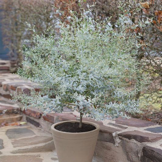 Gomboom 'Fance Bleu'® 'Rengun' - Bakker