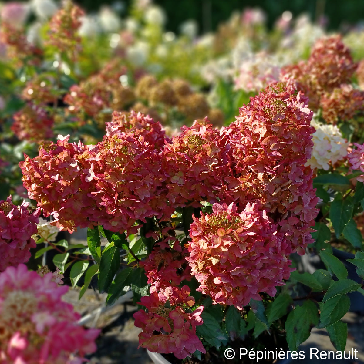 Pluimhortensia - Pluimhortensia Metalica® ‘Renmeta’ - Hydrangea paniculata Metalica® renmeta
