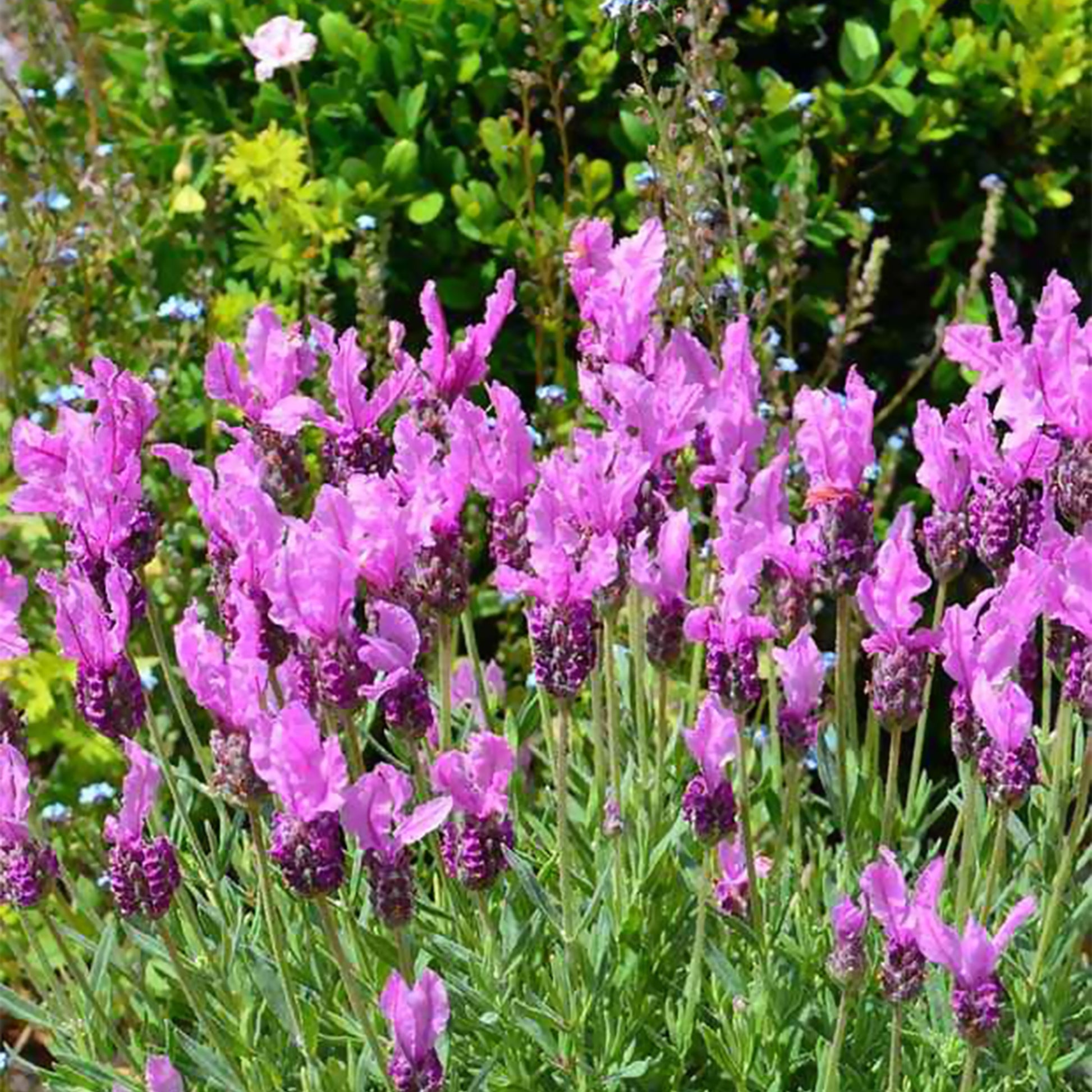 Kuiflavendel 'The Princess ® Lavender' - Lavandula stoechas the princess ® lavender 'ib910- - Plantsoort