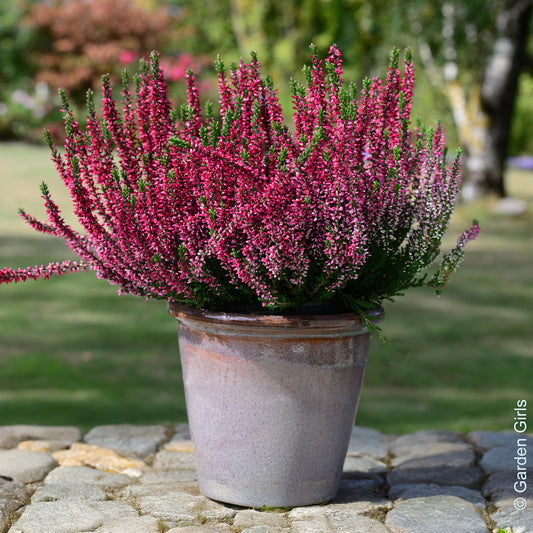 Dopheide (x3) - Bakker