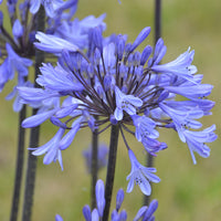 Agapanthus - Afrikaanse lelie Graphite® Blauw TurK8 - Agapanthus Graphite ® Blue Turk8