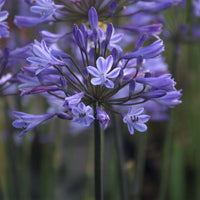 Afrikaanse lelie Graphite® Blauw TurK8 - Agapanthus Graphite ® Blue Turk8 - Bakker