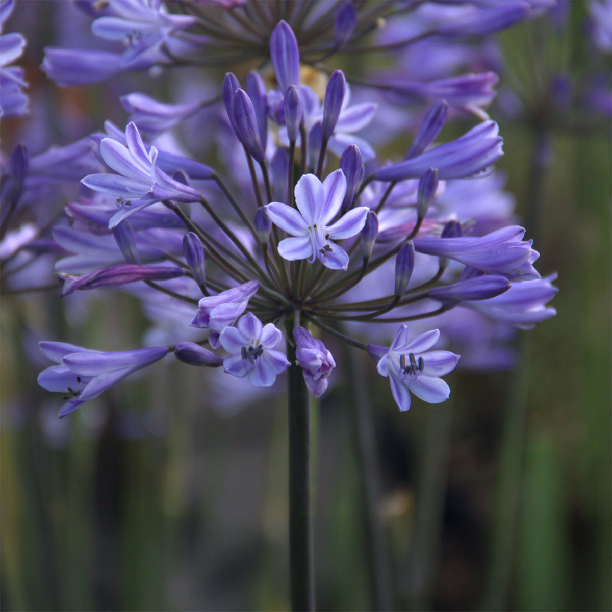 Afrikaanse lelie Graphite® Blauw TurK8 - Agapanthus Graphite ® Blue Turk8 - Bakker