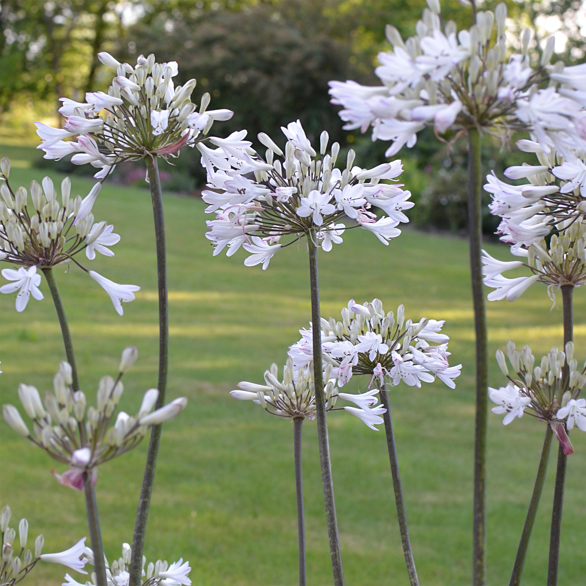 Afrikaanse lelie Graphite® Wit TurK8 - Agapanthus Graphite ® White Turk8 - Bakker