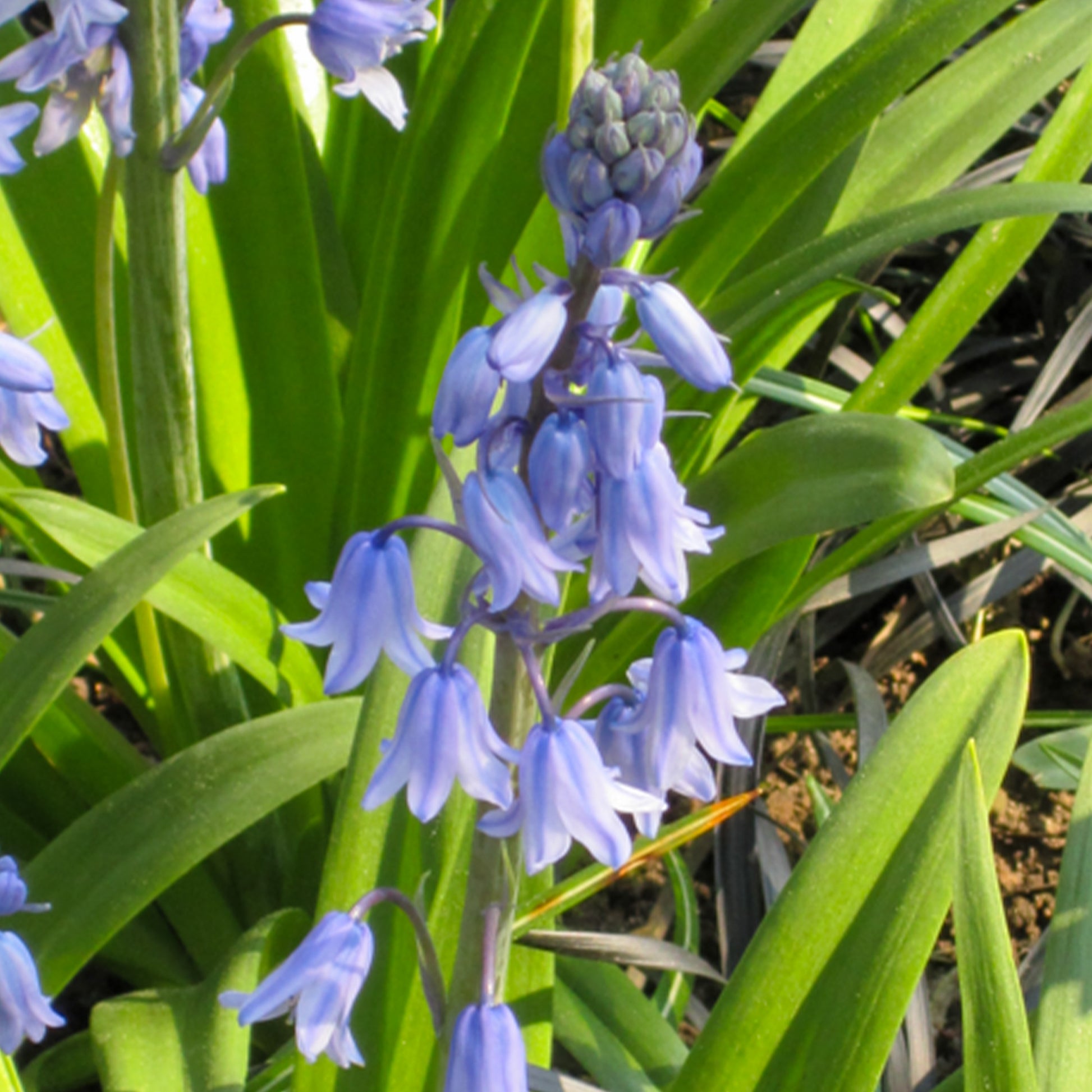 Verkoop Blauwe sterhyacint