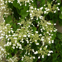 Valse klimhortensia - Klimplanten - Bakker