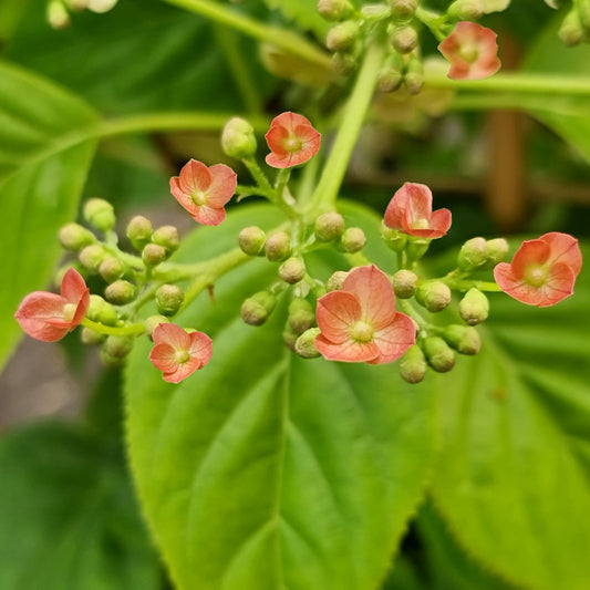 Klimhortensia Crug Coral - Bakker