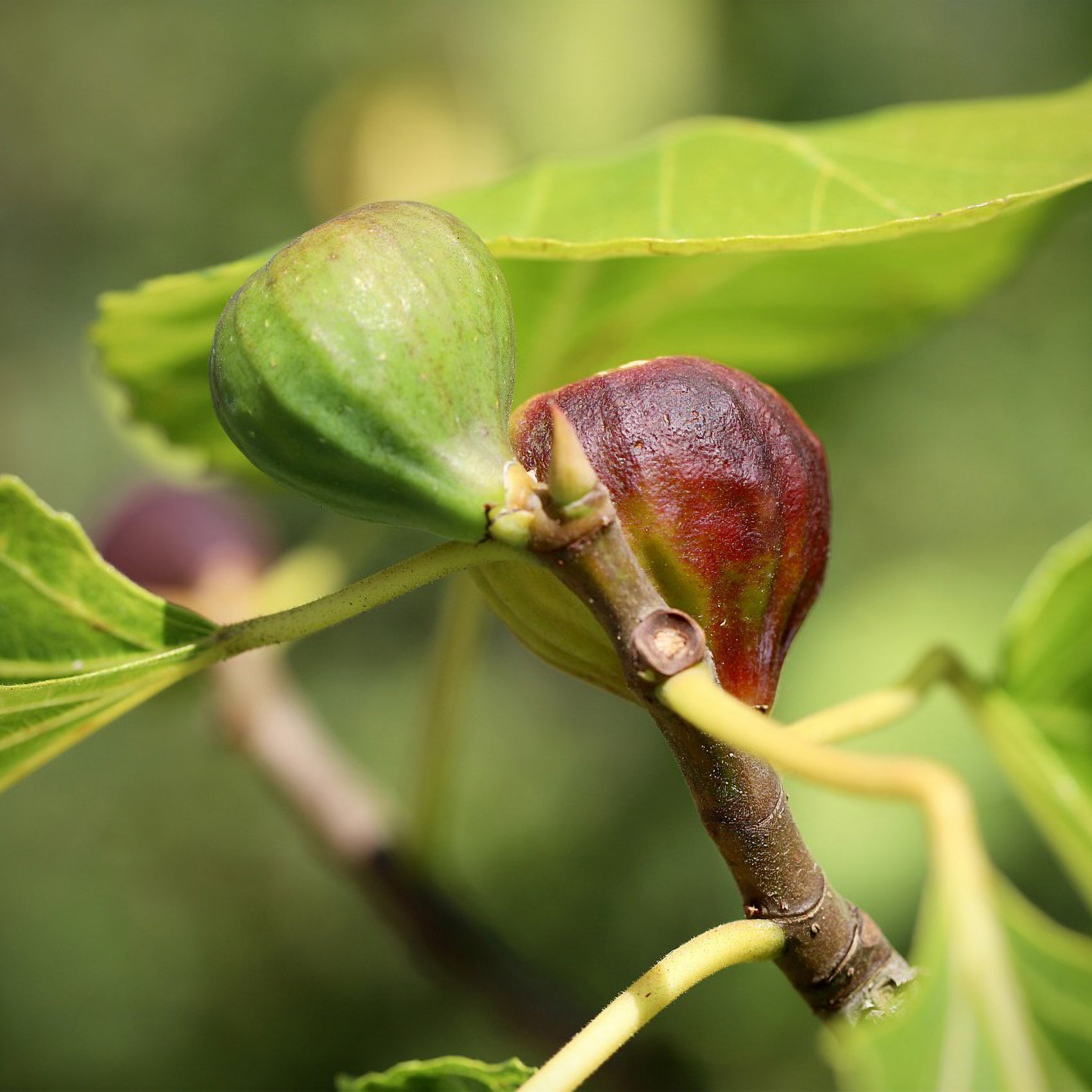 Ficus carica Violette Dauphine - Vijgenviolette Dauphine - Vijgenbomen