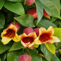 Bignonia Capreolata - Bakker