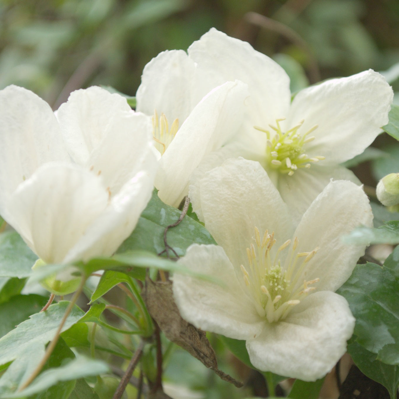 Bosrank 'Jingle Bell's' - Clematis cirrhosa Jingle bells - Bakker