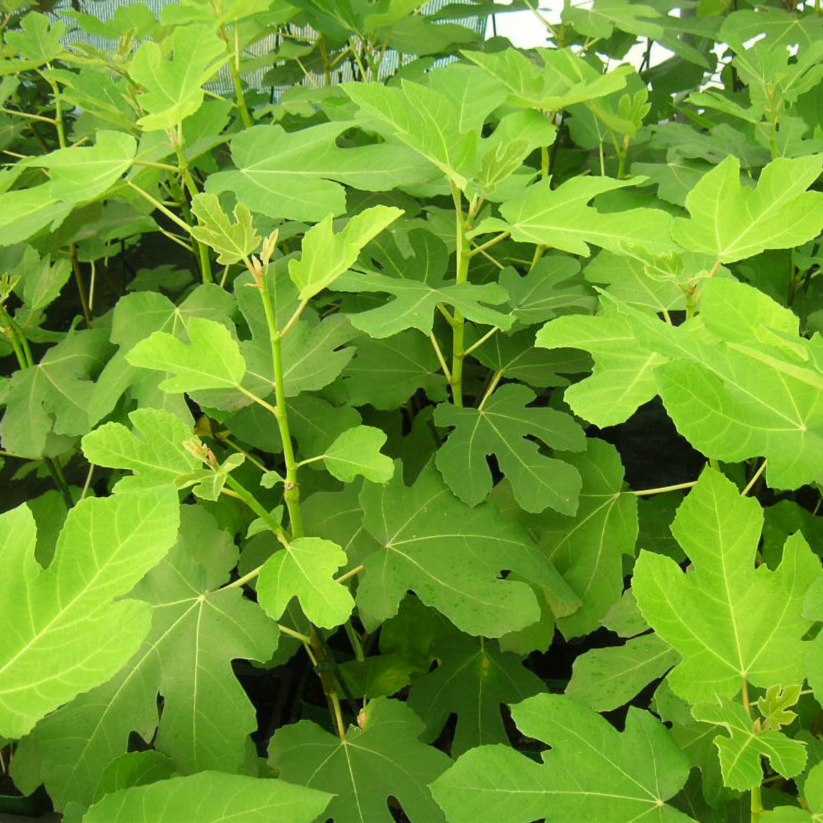 Vijgenboom 'Goutte d'or' - Ficus carica Goutte d'Or - Bakker