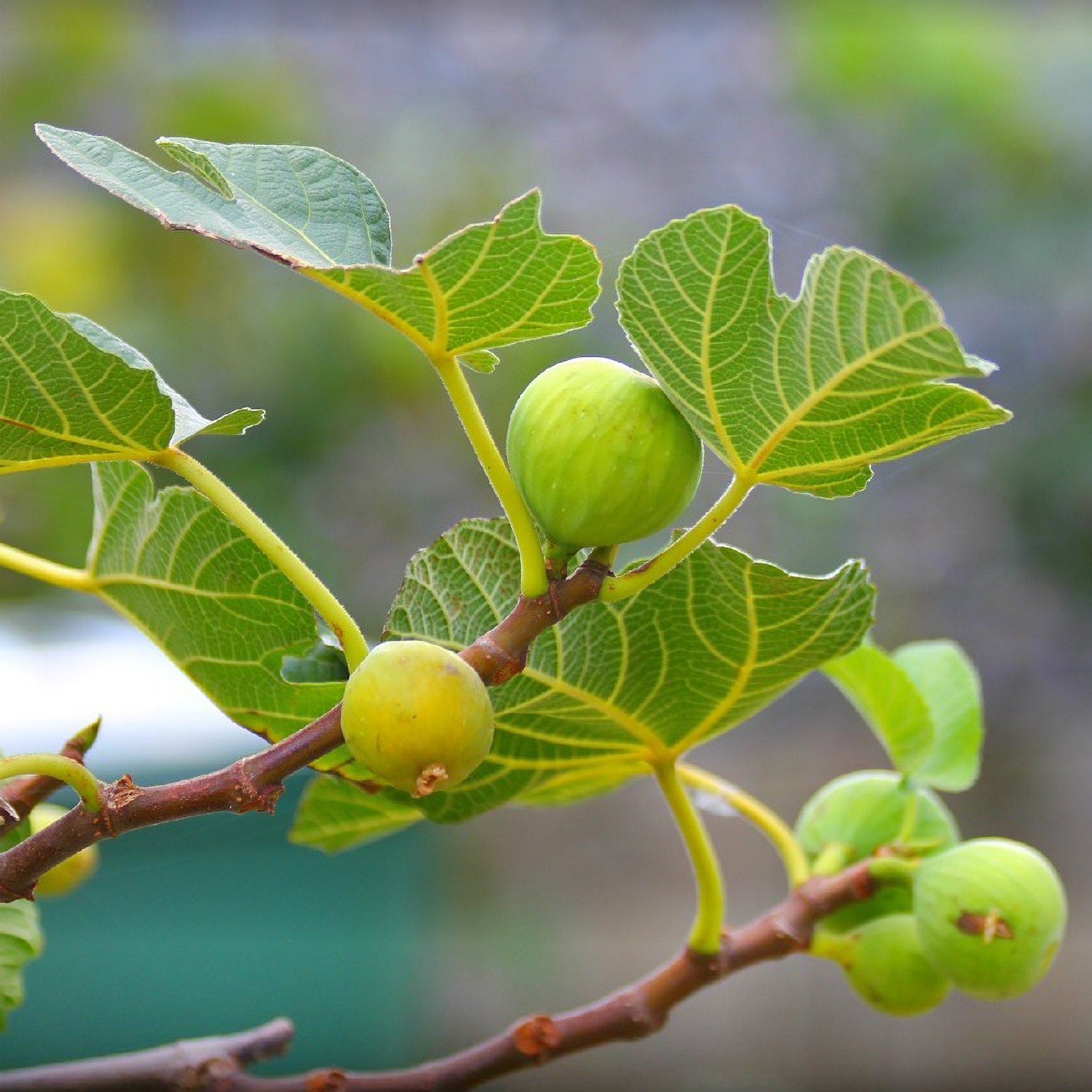 Zelfbestuivende vijgenboom 'La Marseillaise' - Ficus carica Marseillaise - Bakker