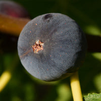 Ficus carica Ronde de Bordeaux - Vijgenboom 'Ronde de Bordeaux' - Vijgenbomen