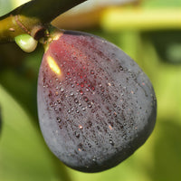 Vijg Violette Dargenteuil - Ficus carica Violette d'Argenteuil - Bakker