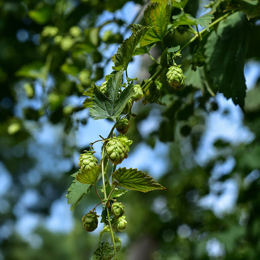 Hop Cascade - Bakker