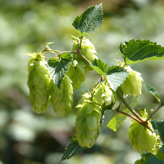 Duizendjarige hop - Bakker