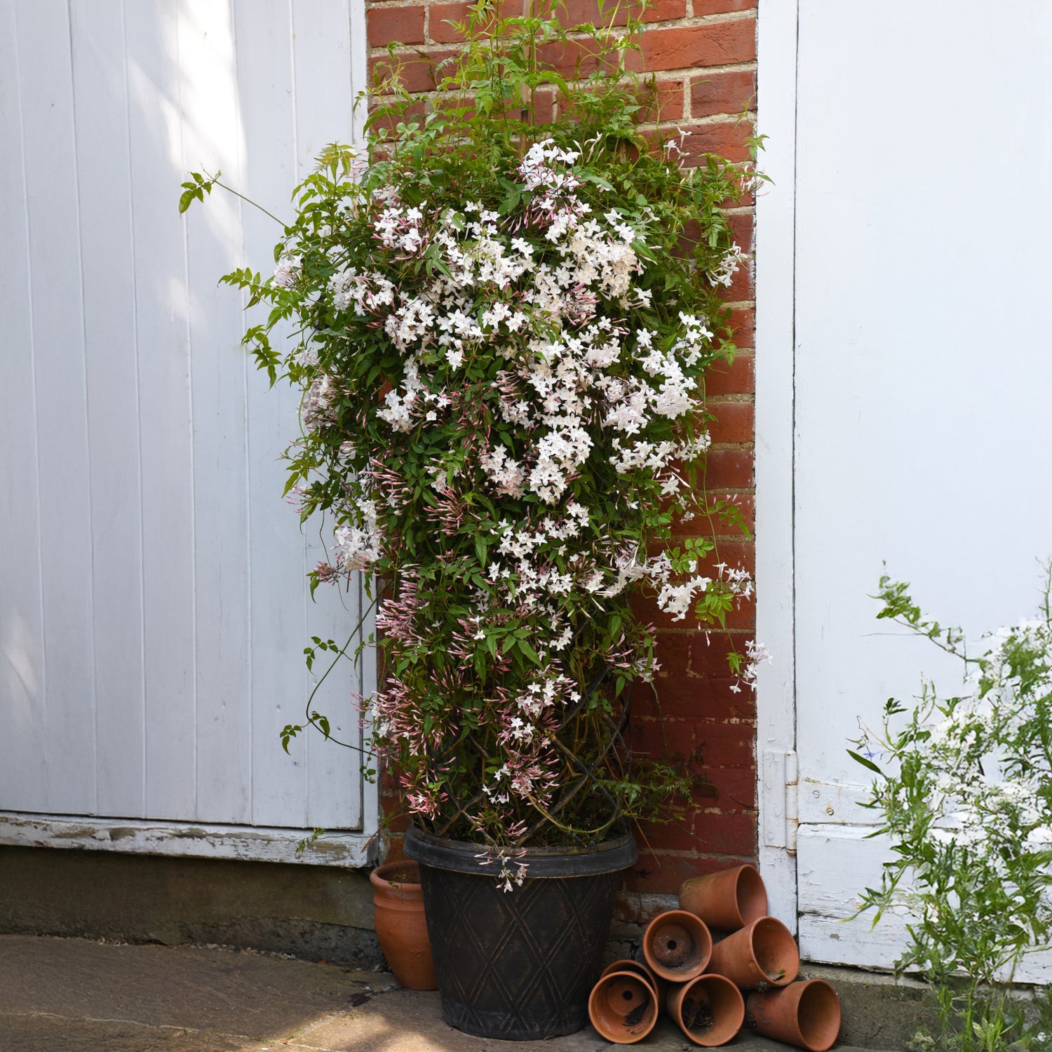 bloeiende klimplanten