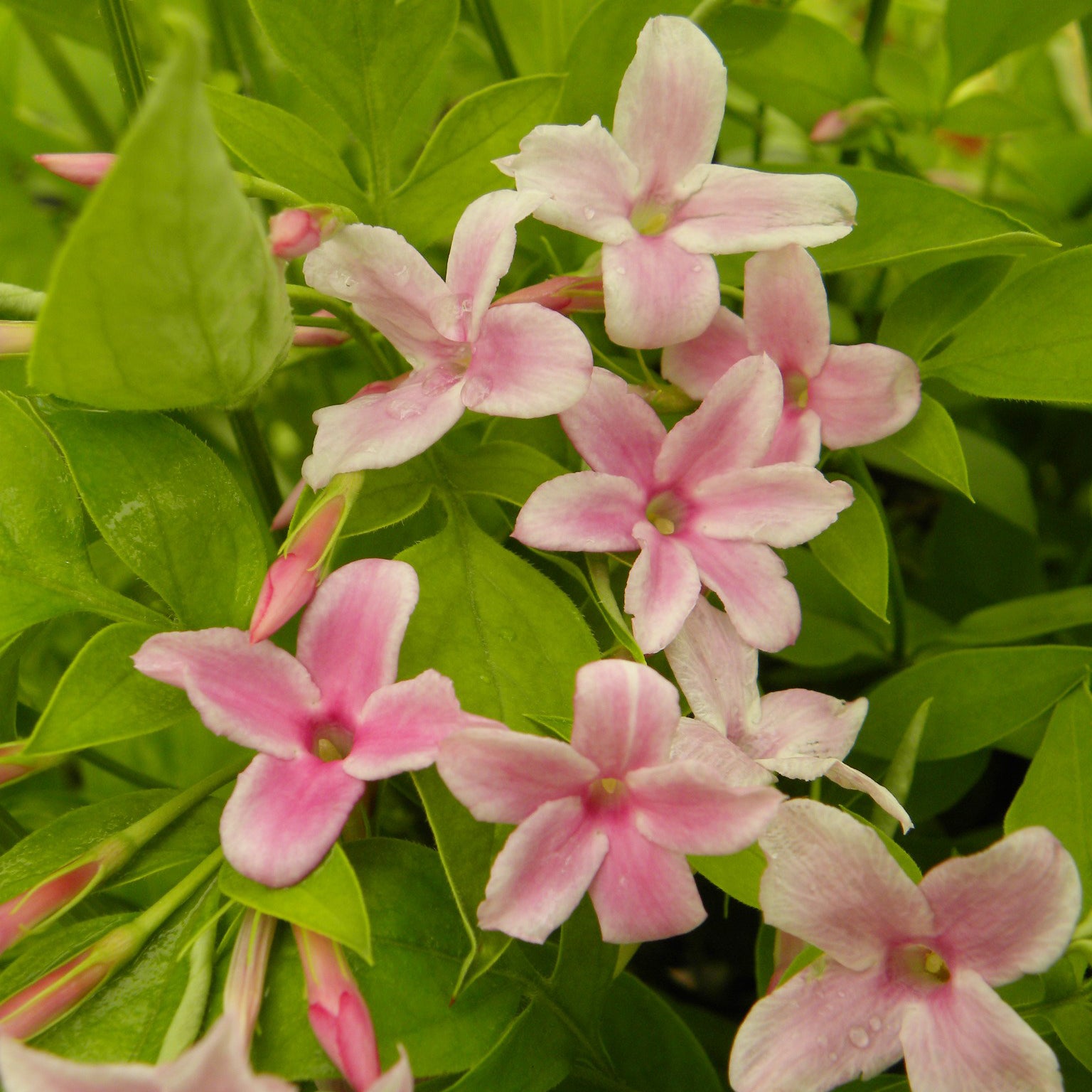 Jasminum stephanense - Chinese jasmijn - Jasmijn - Jasminum