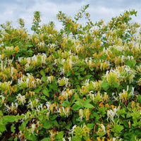 Japanse Kamperfoelie 'Hall's Prolific' - Lonicera japonica Hall's Prolific - Bakker