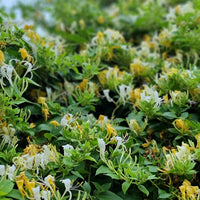 Japanse kamperfoelie 'Halliana' - Lonicera japonica Halliana - Bakker