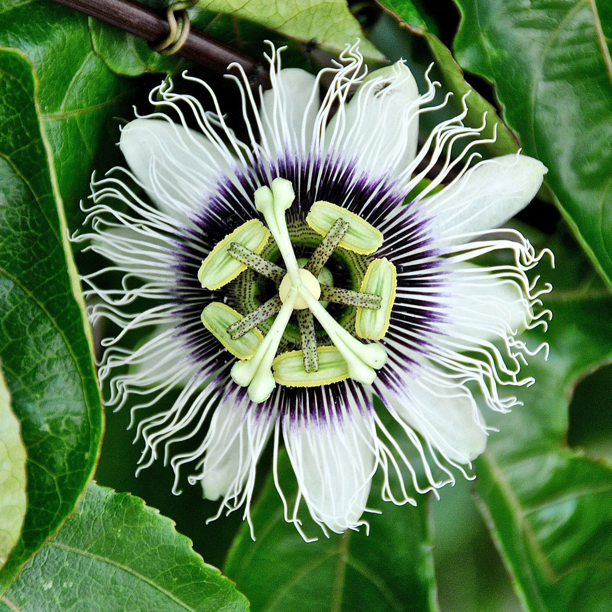 Passiflora edulis - Passievrucht (Granadilla) - Passiebloem