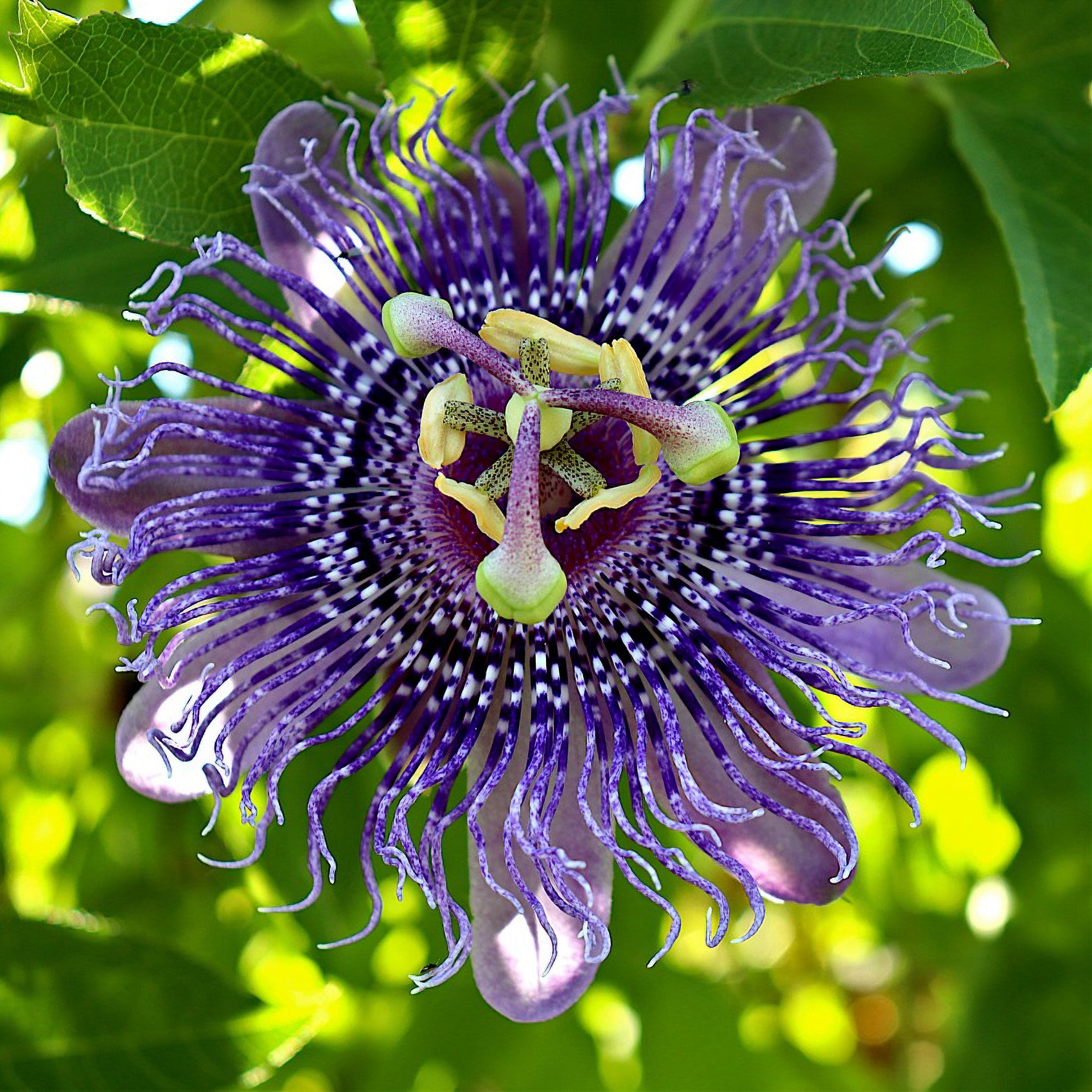 Verkoop Passiebloem - Passiflora incarnata