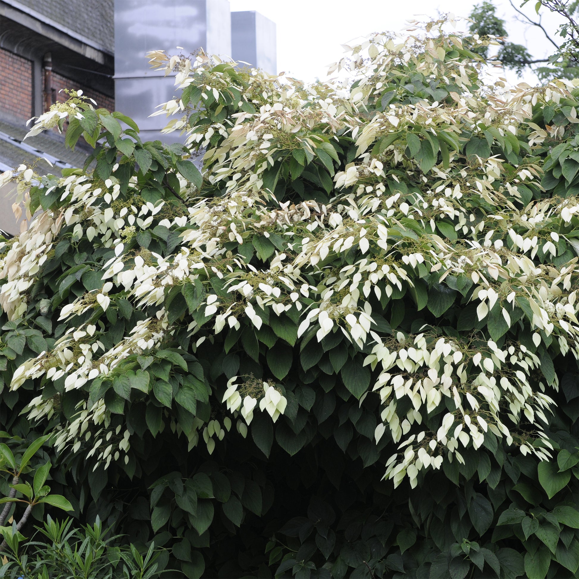 Pluimklimhortensia - Bakker