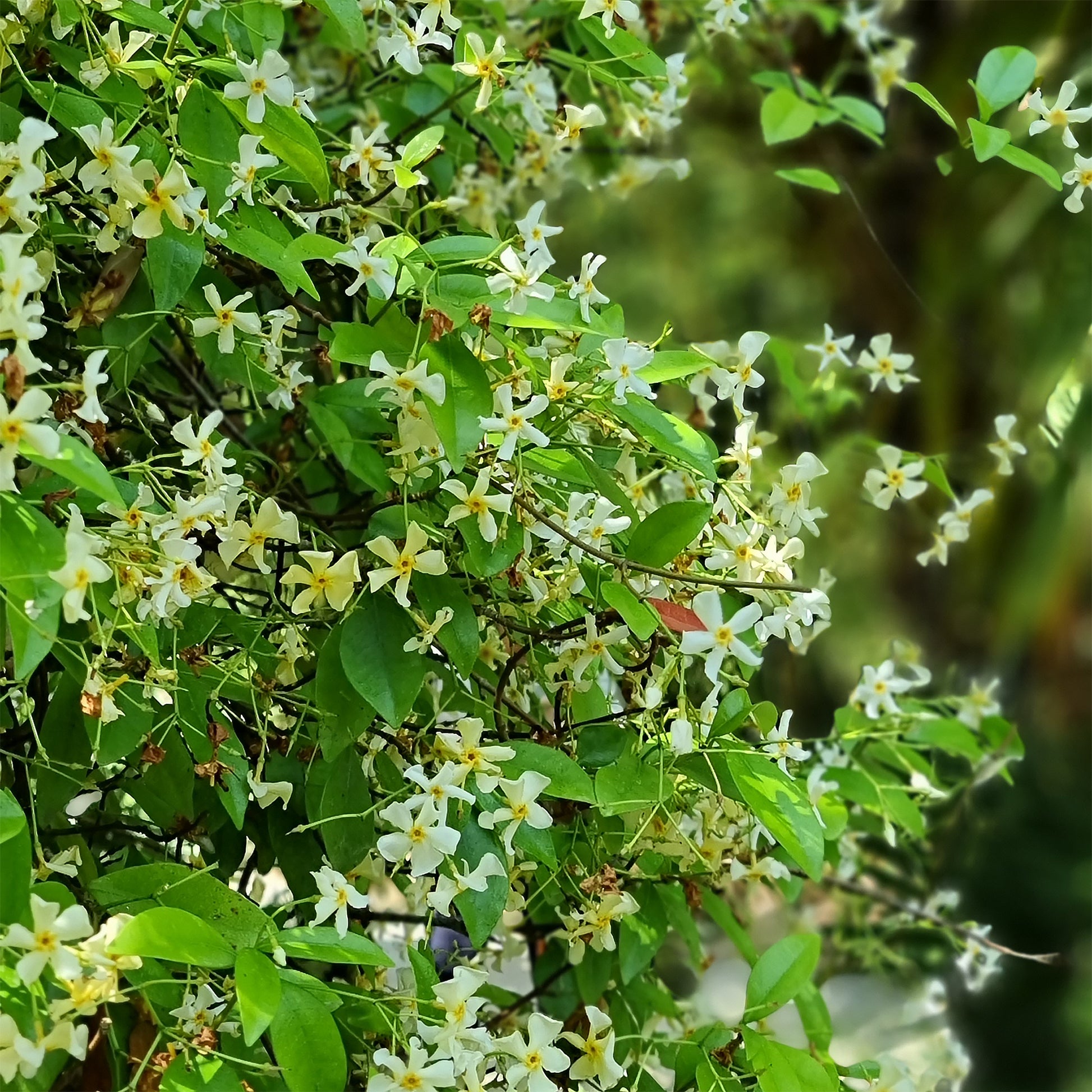 Trachelospermum asiaticum - Toscaanse jasmijn - Sterjasmijn - Trachelospermum