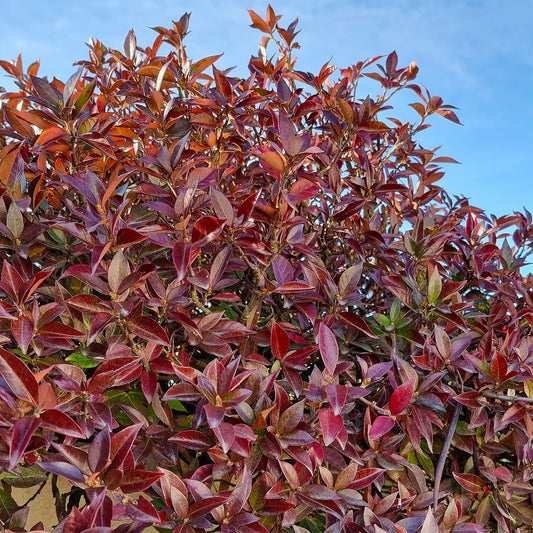 Toscaanse jasmijn Winter Ruby - Bakker