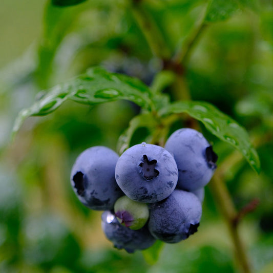 Blauwe bes 'Chandler' - Bakker