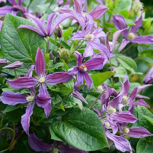 Bosrank Saphyra® Estrella - Bakker