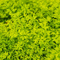 Jasminum mesnyi Gold Touch - Jasmijn Gold Touch - Sterjasmijn - Trachelospermum