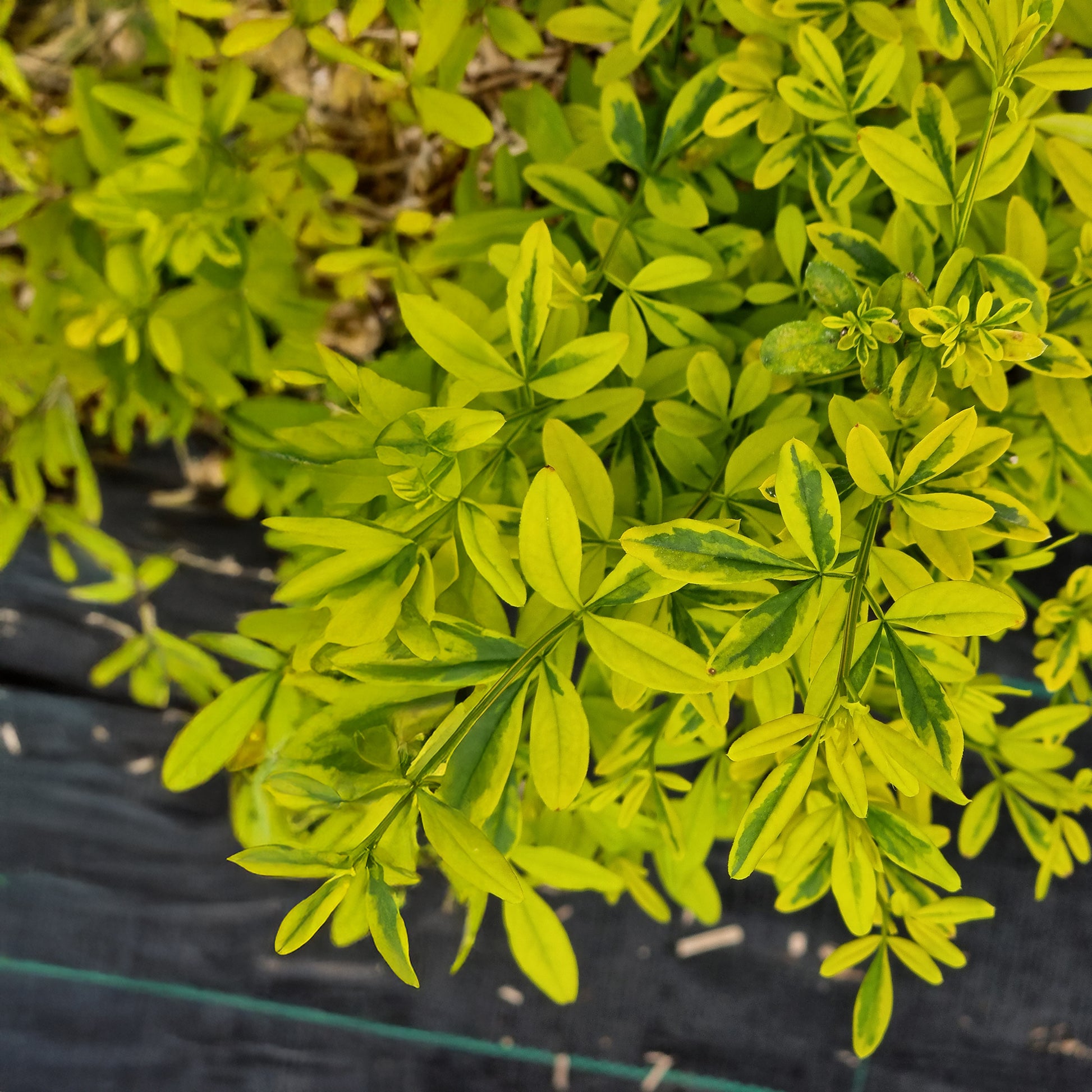 Jasmijn Gold Touch - Jasminum mesnyi Gold Touch - Bakker