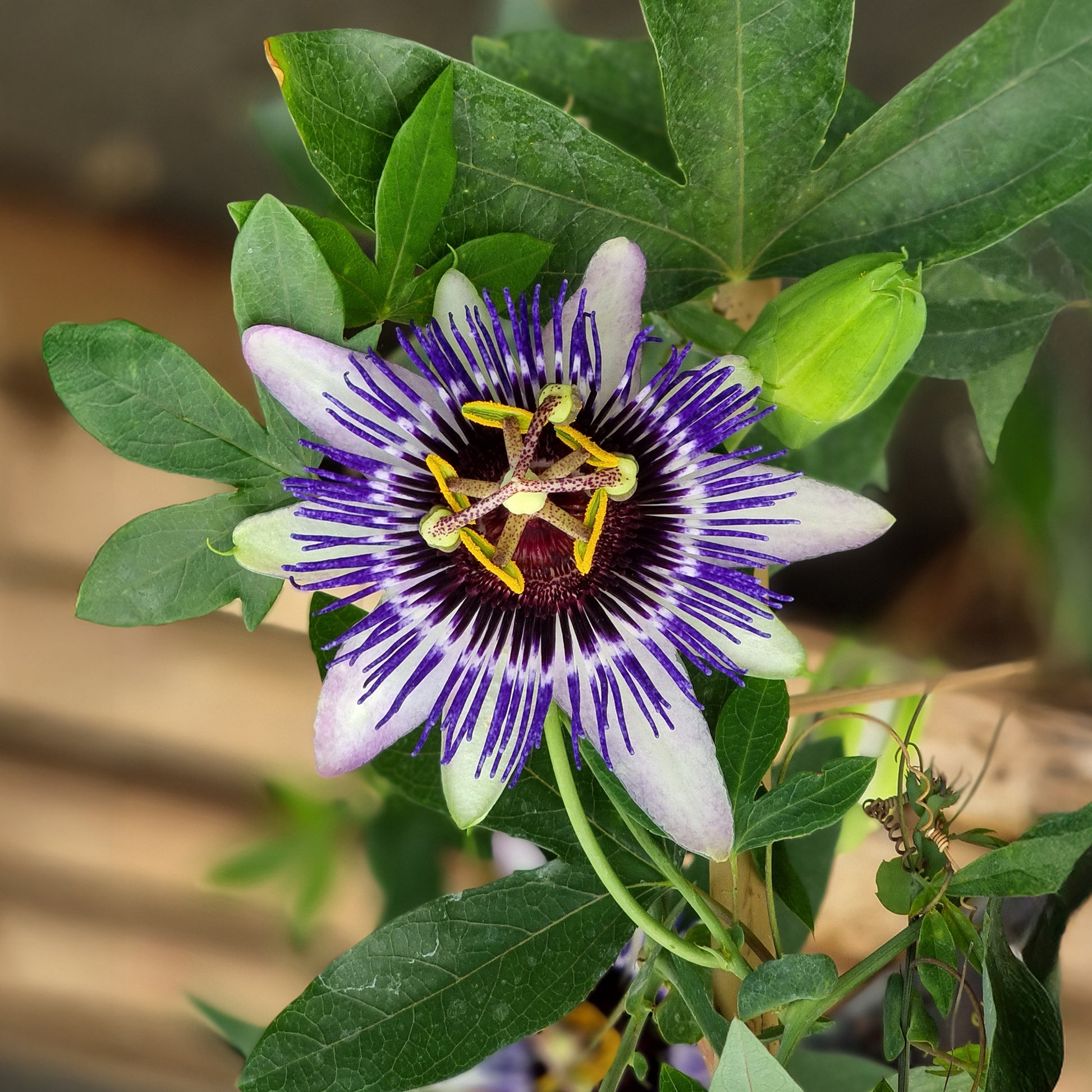 Passiebloem - Passiebloem Damsels Delight® - Passiflora Damsel's Delight®