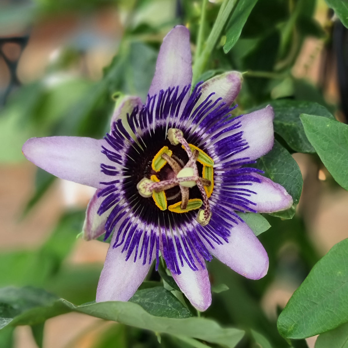 Passiebloem Damsels Delight® - Bakker